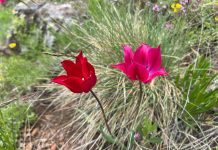 FOTOT/ A keni dëgjuar për tulipanin e Dardanisë
