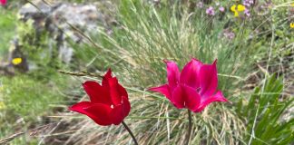 FOTOT/ A keni dëgjuar për tulipanin e Dardanisë