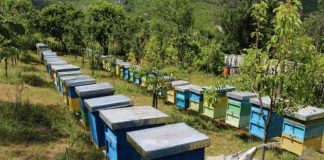 Edhe bletarët do të përfitojnë grante nga programi IPARD III, ja si do veprohet