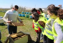 Dita Botërore e Bletëve/ A e dini sa koshere bletësh dhe bletarritës ka në Shqipëri