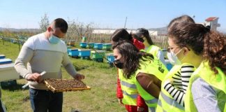 STUDIMI/ Lulet e egra rreth paneleve diellore, shtëpi për bletët