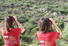 Popullata e kalit të qyqes në Shqipëri identifikohet në 5 territore