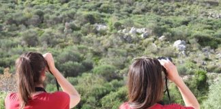 Popullata e kalit të qyqes në Shqipëri identifikohet në 5 territore