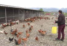 Deda, nga ndërtimi u bë fermer/ 24 vite punoi në Greqi e Itali, tani merret me rritjen e viçave dhe shpendëve