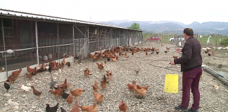 Deda, nga ndërtimi u bë fermer/ 24 vite punoi në Greqi e Itali, tani merret me rritjen e viçave dhe shpendëve