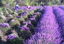 Bimët aromatike dhe medicinale, ndër prodhimet shqiptare më të eksportuara