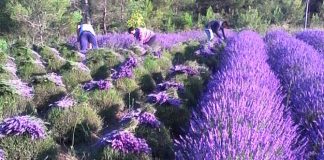 Bimët aromatike dhe medicinale, ndër prodhimet shqiptare më të eksportuara