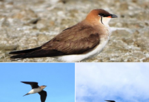 FOTOT/ Parajsa e zogjve, një lloj i ri shpendi i shtohet Shqipërisë