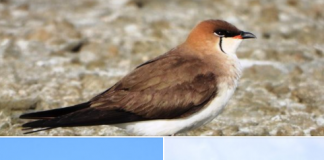 FOTOT/ Parajsa e zogjve, një lloj i ri shpendi i shtohet Shqipërisë