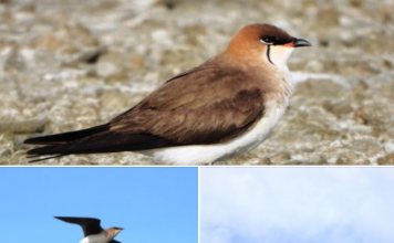 FOTOT/ Parajsa e zogjve, një lloj i ri shpendi i shtohet Shqipërisë