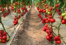 FOTOT/ Prodhohet plehu i parë kristalin “Made in Albania”