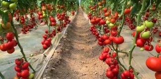 FOTOT/ Prodhohet plehu i parë kristalin “Made in Albania”