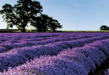 Lajmi i mirë/ 1177 fermerë kualifikohen për subvencionim në kultivimin e bimëve mjekësore dhe aromatike