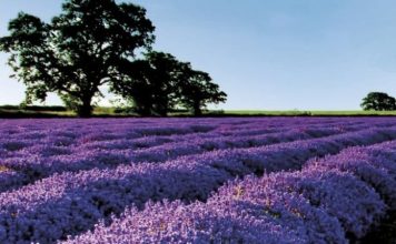 Bimët mjekësore në Shqipëri, mbi 80 mijë të punësuar dhe 20 milionë euro fitim