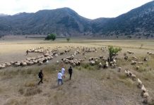 LAJMI I MIRË/ 7 737 fermerë të kualifikuar për masën e mbështetjes në blegtori