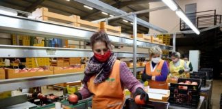 Eksportet shqiptare të produkteve bujqësore u rritën në 13 026 milionë lekë