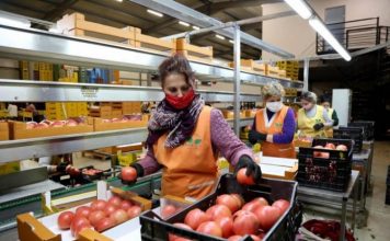 Eksportet shqiptare të produkteve bujqësore u rritën në 13 026 milionë lekë