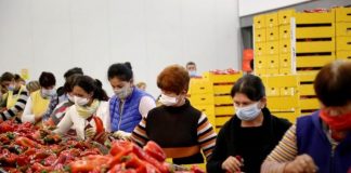 Lushnjë-Fier/ Rreth 5400 tonë produkte bujqësore u eksportuan në dy javët e para të majit