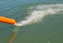 Hidhen në liqenin e Ulzës mbi 40 mijë rasate ballgjeri