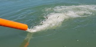 Hidhen në liqenin e Ulzës mbi 40 mijë rasate ballgjeri