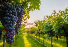 FOTOT/ Rrushi i famshëm francez “Chardonnay”, kultivohet në Shqipëri