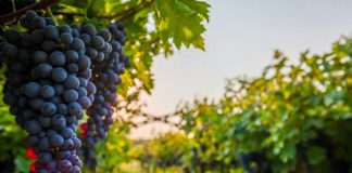 FOTOT/ Rrushi i famshëm francez “Chardonnay”, kultivohet në Shqipëri