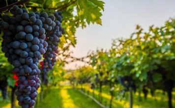 FOTOT/ Rrushi i famshëm francez “Chardonnay”, kultivohet në Shqipëri