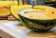 Shalqini i verdhë i Divjakës, fruti shqiptar më unik dhe i ëmbël i verës