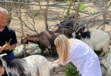 Sëmundja e plasjes, vaksinohen 100% bagëtitë në të gjitha zonat me risk