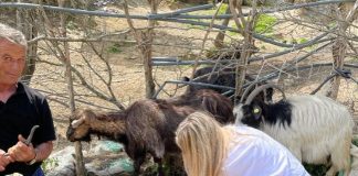 Sëmundja e plasjes, vaksinohen 100% bagëtitë në të gjitha zonat me risk