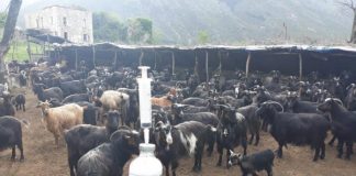 Vaksinimi falas i bagëtive/ Procesi gjatë majit do bëhet në 38 fshatra të 7 qarqeve