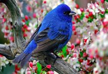 Shifra befasuese, shkencëtarët zbulojnë sa zogj ka në botë