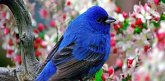 Shifra befasuese, shkencëtarët zbulojnë sa zogj ka në botë