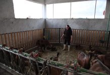 FOTO/ Familja nga Malësia e Madhe ndërton fermën e dhive për furnizimin e baxhos së djathit