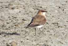 Dallëndyshja e detit krahëzezë (Glareola nordmanni), për herë të parë edhe në Divjakë