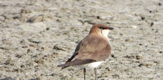 Dallëndyshja e detit krahëzezë (Glareola nordmanni), për herë të parë edhe në Divjakë