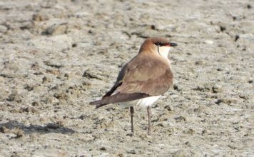 Dallëndyshja e detit krahëzezë (Glareola nordmanni), për herë të parë edhe në Divjakë