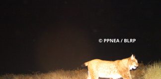 FOTOT e PPNEA, përfundimi i sezonit të monitorimit të rrëqebullit në Shqipëri