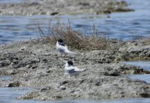 FOTOT/ Dallëndyshja e detit ballëbardhë folezon në peizazhin Vjosë-Nartë