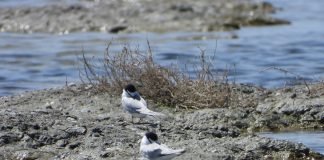 FOTOT/ Dallëndyshja e detit ballëbardhë folezon në peizazhin Vjosë-Nartë
