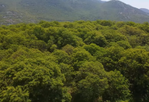 Reç, nis fushata e hedhjes së insektit që lufton “grerëzën e zezë” të gështenjave