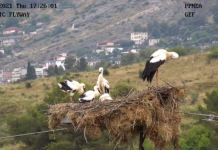 VIDEO/ A doni të shihni LIVE folenë e lejlekut në Gjirokastër? Kliko këtu