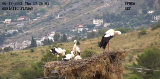 VIDEO/ A doni të shihni LIVE folenë e lejlekut në Gjirokastër? Kliko këtu