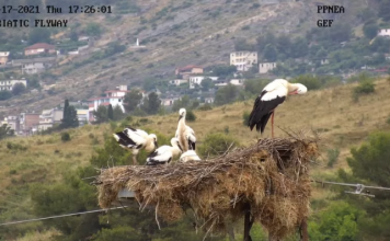 VIDEO/ A doni të shihni LIVE folenë e lejlekut në Gjirokastër? Kliko këtu