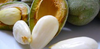 Bajamet e njoma shqiptare, vlerat befasuese për shëndetin