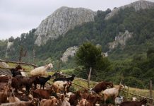 Sëmundja e brucelozës, vaksinohen 20,3 % e të të imtave