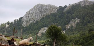 Sëmundja e brucelozës, vaksinohen 20,3 % e të të imtave