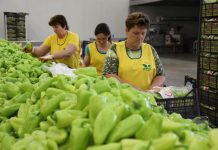 Rriten eksportet, zgjerohen tregjet me Suedinë, Norvegjinë, Arabinë Saudite