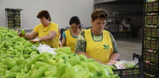 Rriten eksportet, zgjerohen tregjet me Suedinë, Norvegjinë, Arabinë Saudite