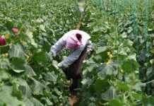 Emigranti që u kthye në fermer/ Ngriti serrat me trangull të vogël për eksport